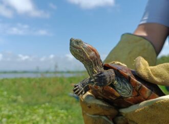 La flora y fauna del Caribe  bajo la protección de los marinos de Colombia