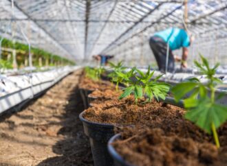 Impulso a la reindustrialización; el país le  apuesta por el sector fitoterapéutico